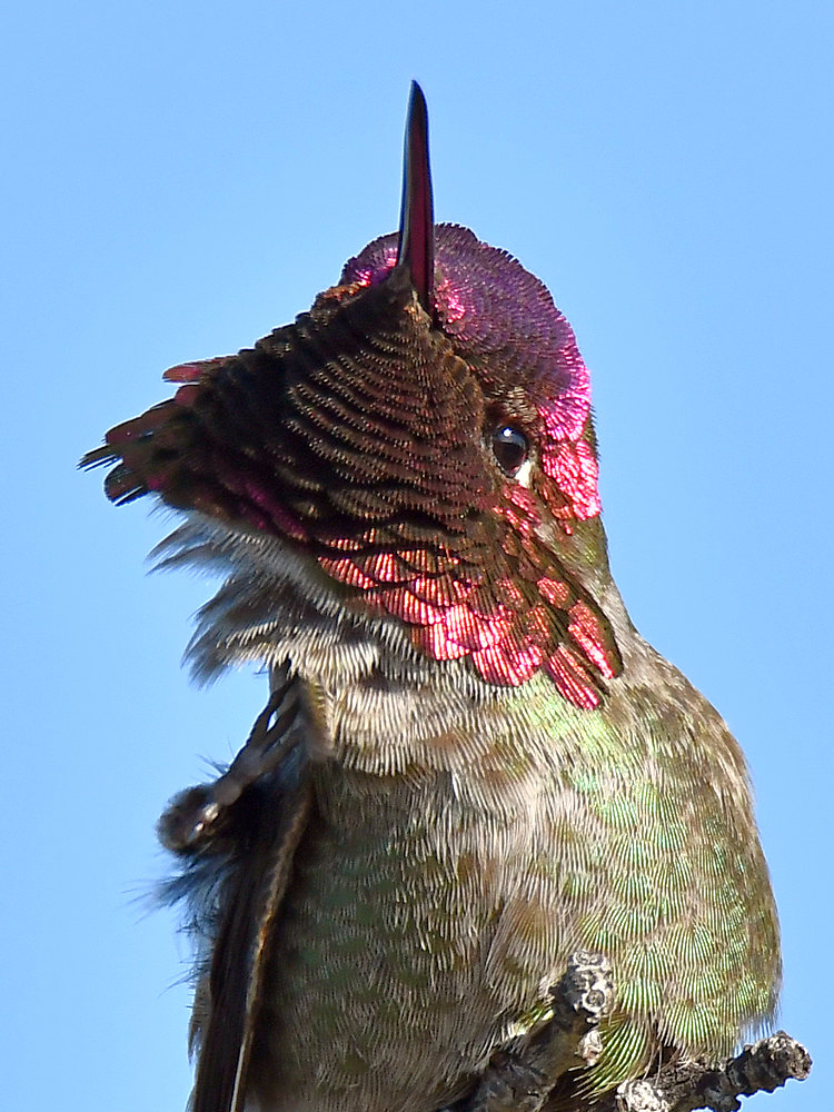 Hummer6.jpg