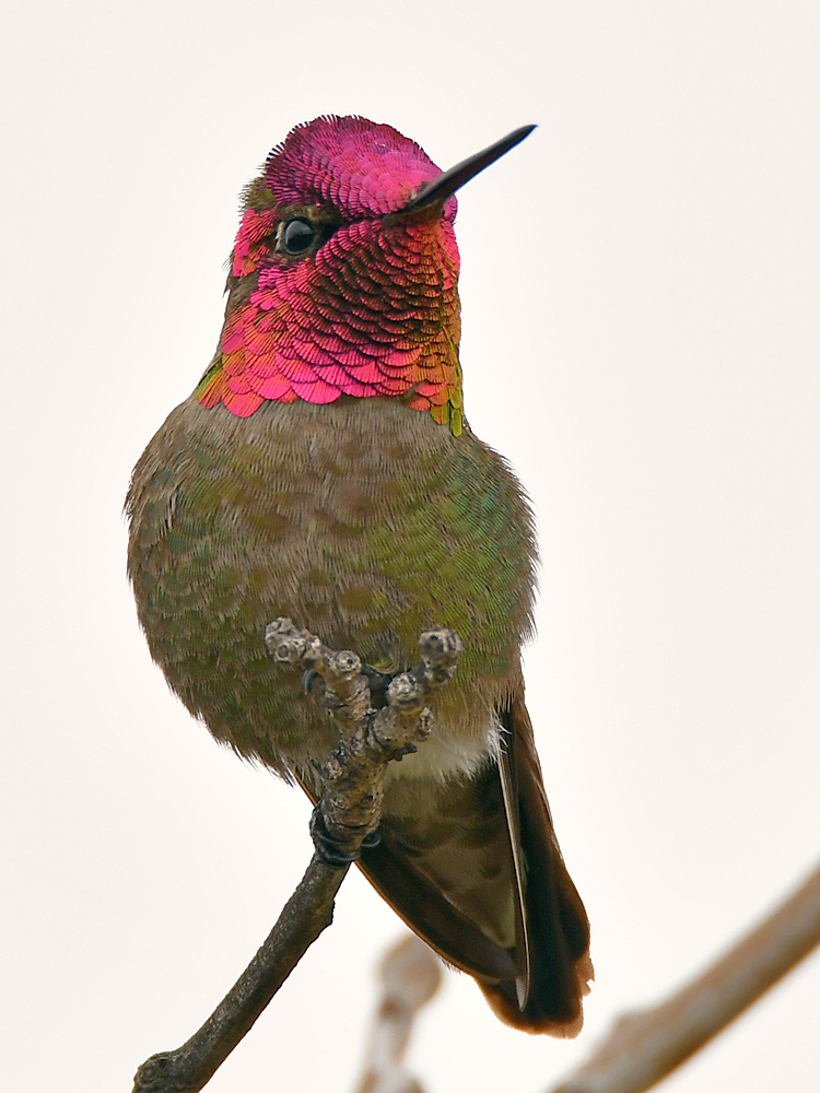 Hummer6.jpg