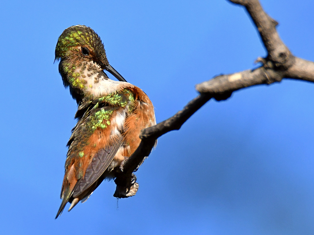 Hummer6.jpg