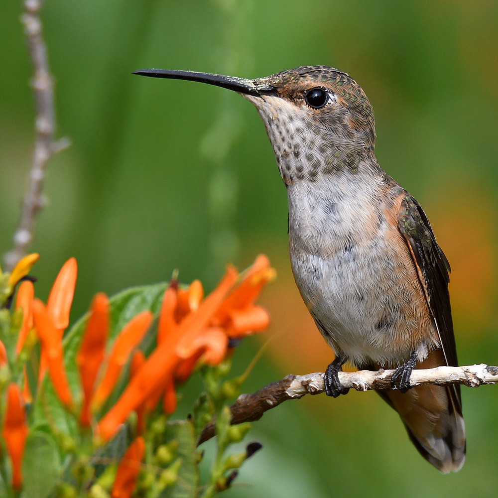 Hummer6.jpg