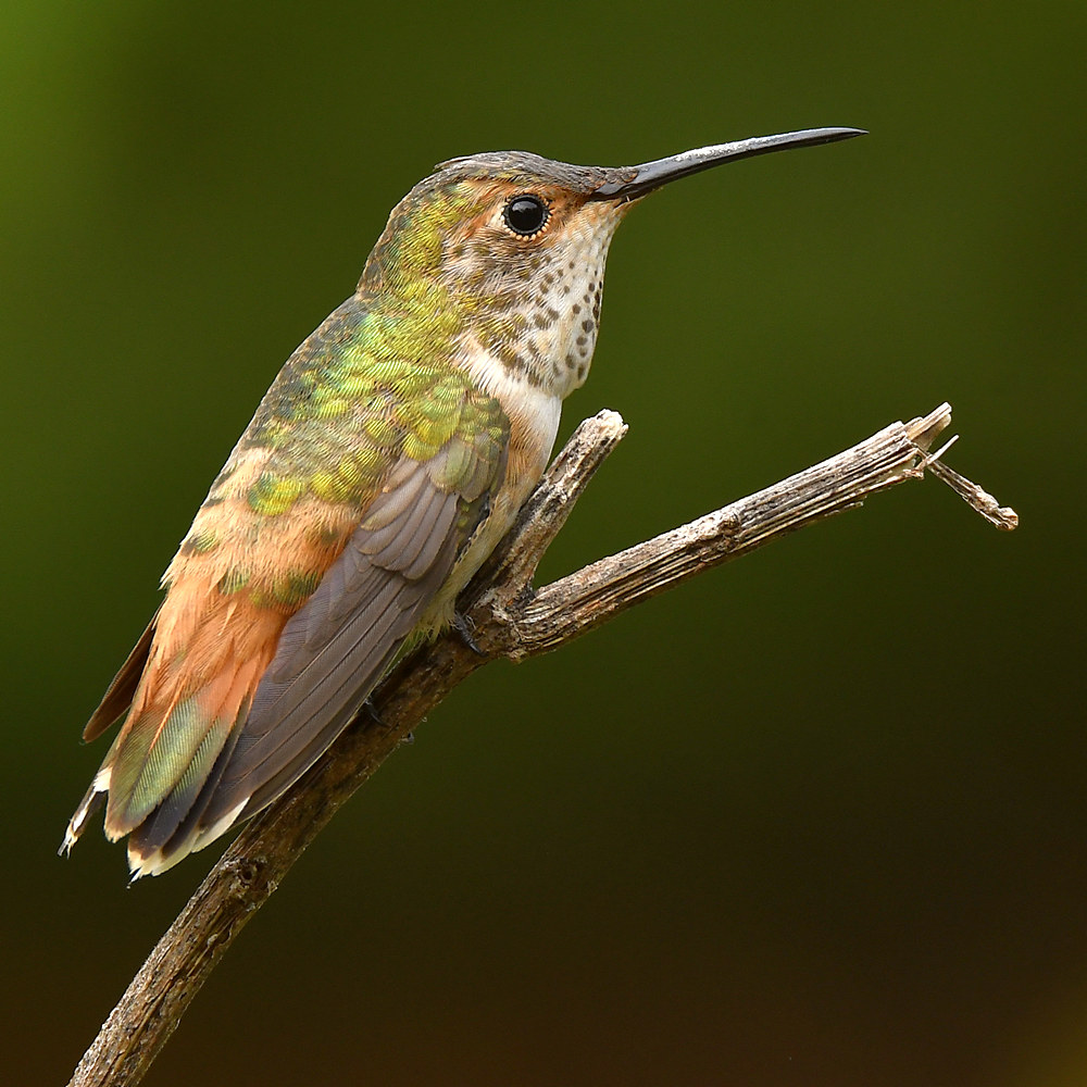 Hummer6.jpg