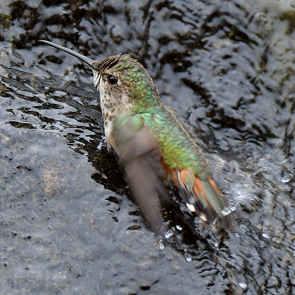 Hummer6.jpg