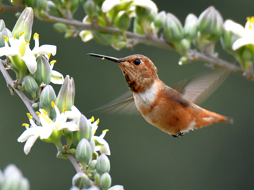 Hummer6.jpg