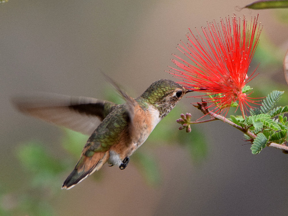 Hummer6.jpg