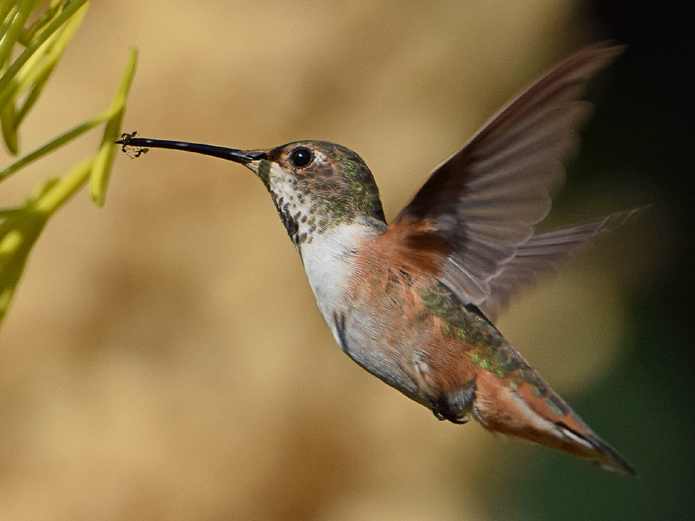 Hummer6.jpg