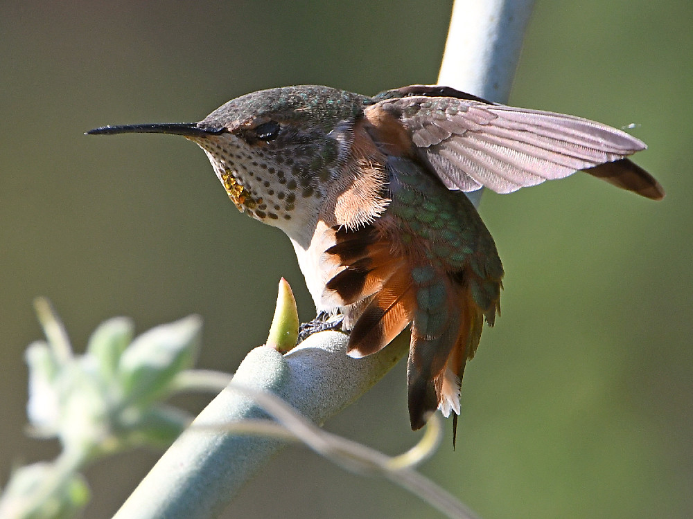 Hummer6.jpg