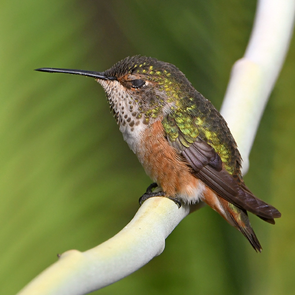 Hummer6.jpg