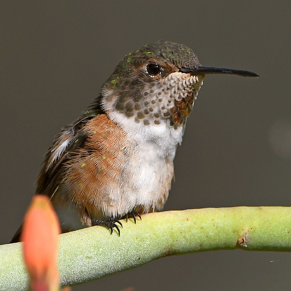 Hummer6.jpg