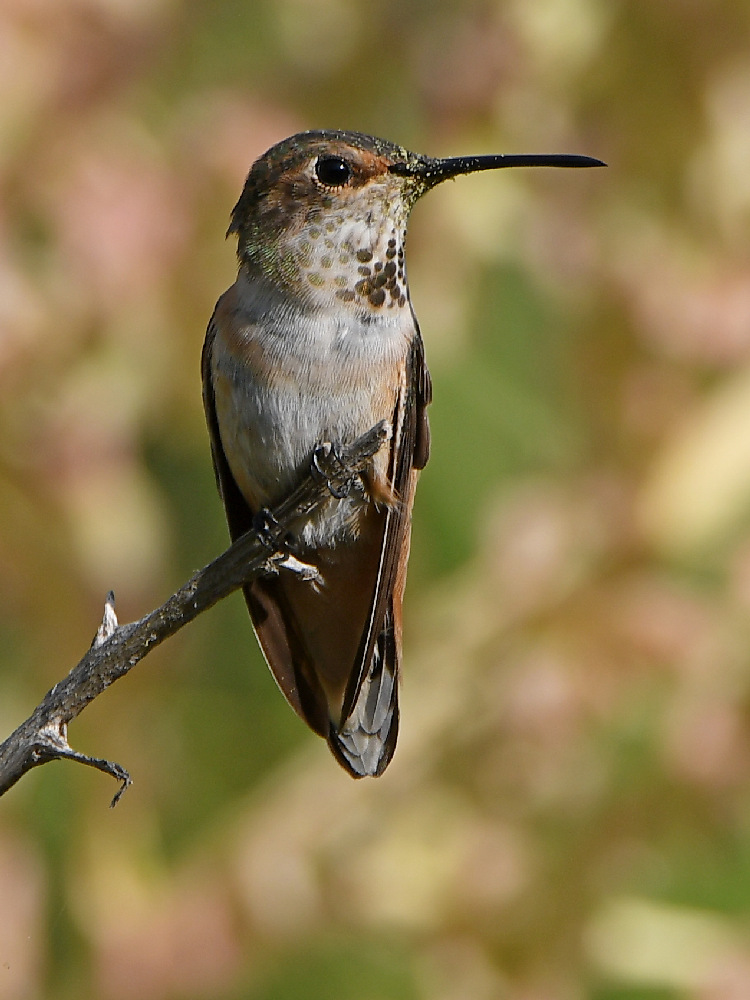 Hummer6.jpg