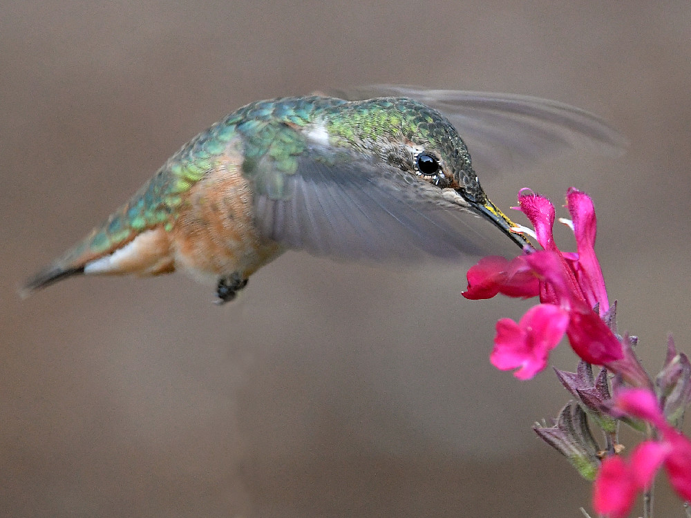 Hummer6.jpg