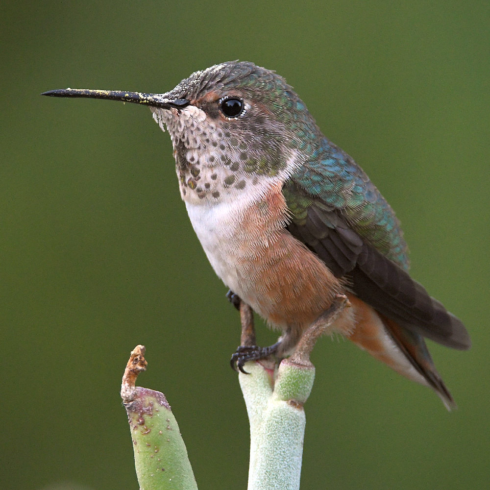 Hummer6.jpg