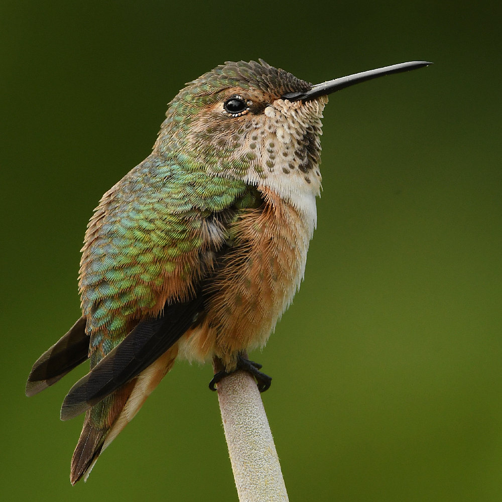 Hummer6.jpg