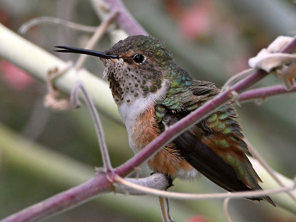 Hummer6.jpg