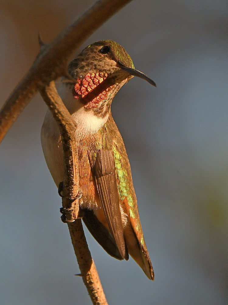 Hummer6.jpg