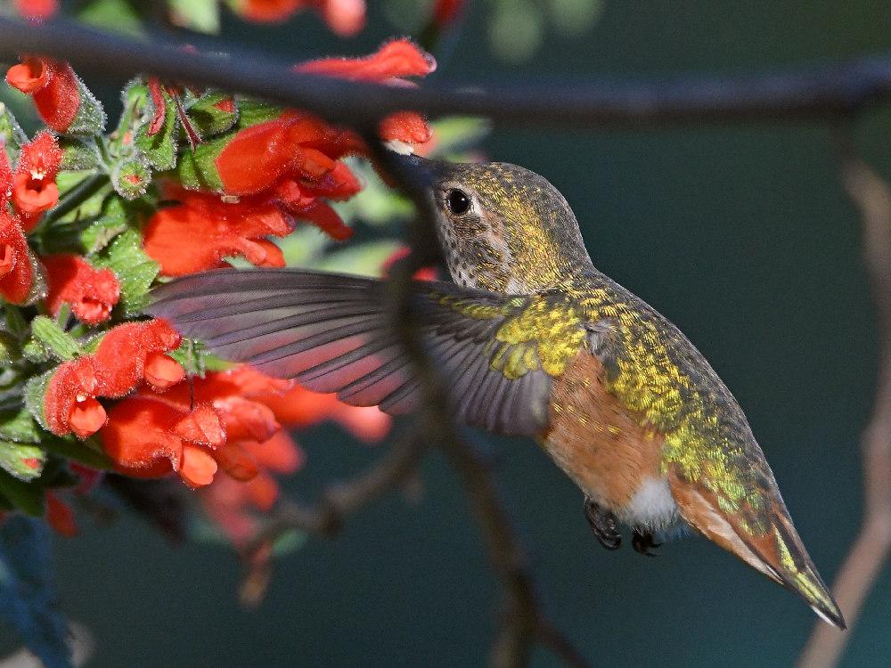 Hummer6.jpg