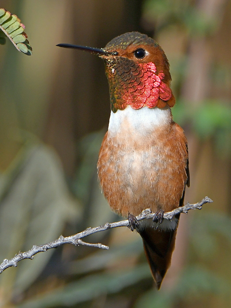 Hummer6.jpg