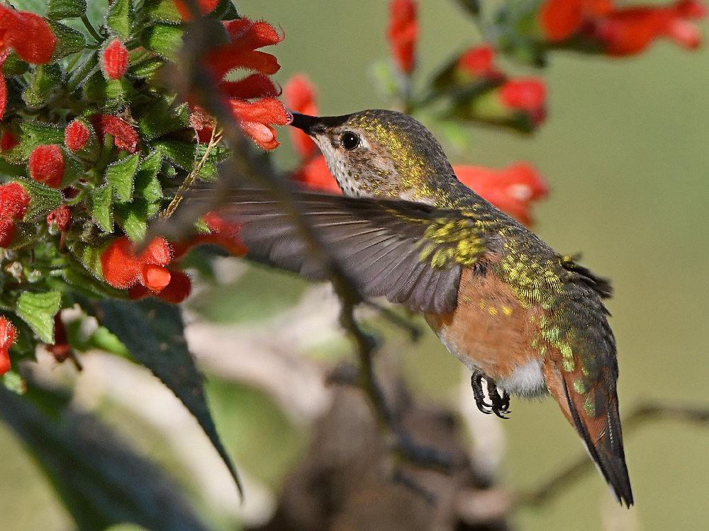 Hummer6.jpg