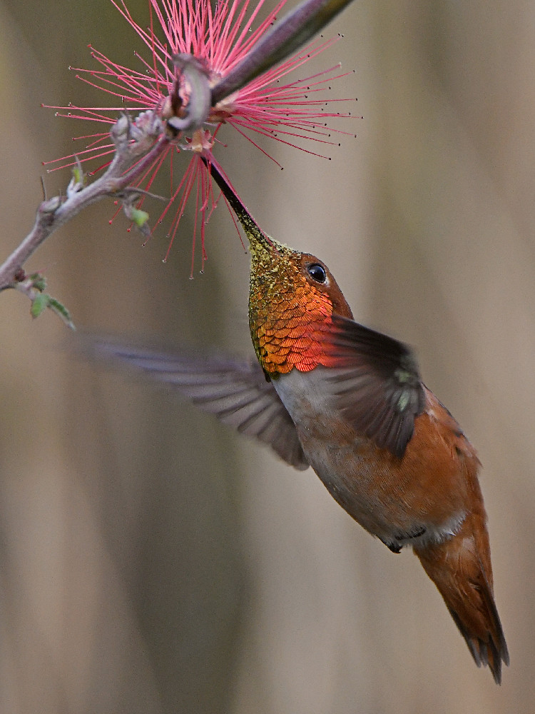 Hummer6.jpg