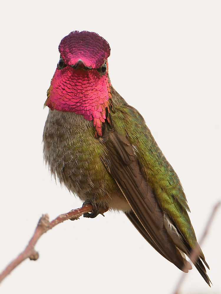 Hummer6.jpg