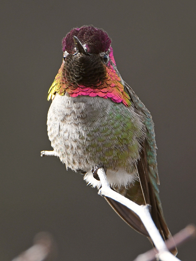 Hummer6.jpg