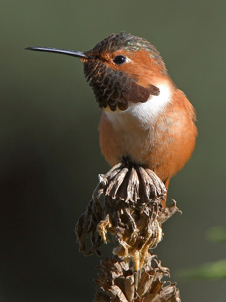 Hummer6.jpg