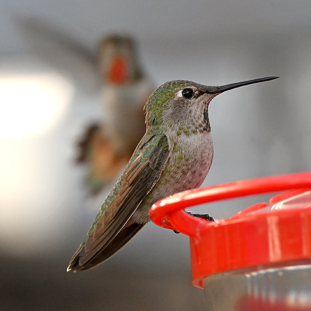 Hummer6.jpg