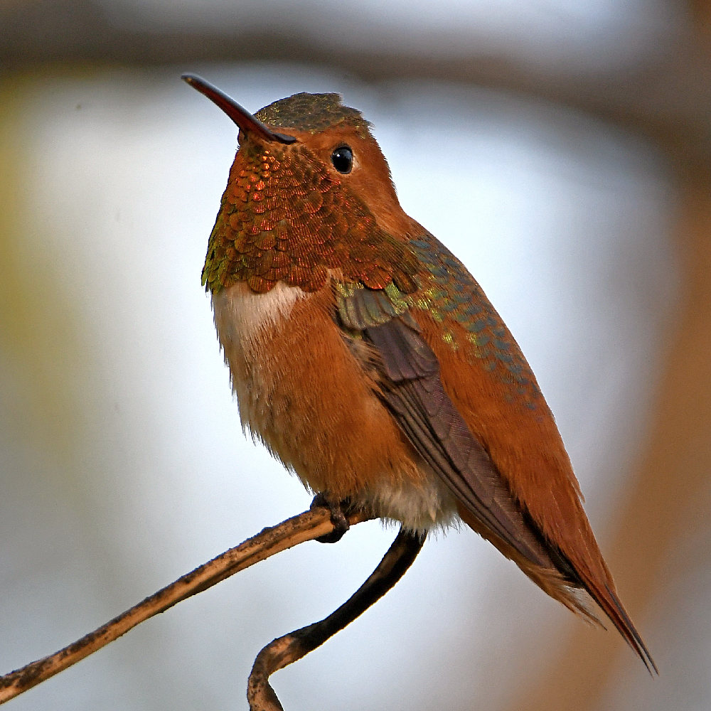 Hummer6.jpg