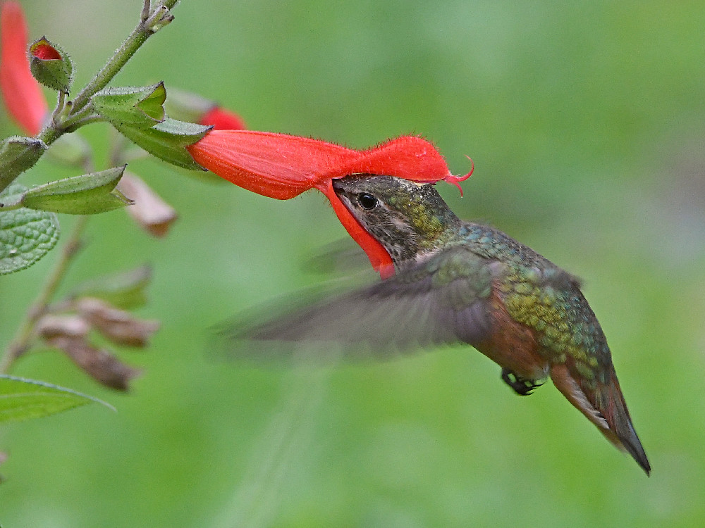 Hummer6.jpg