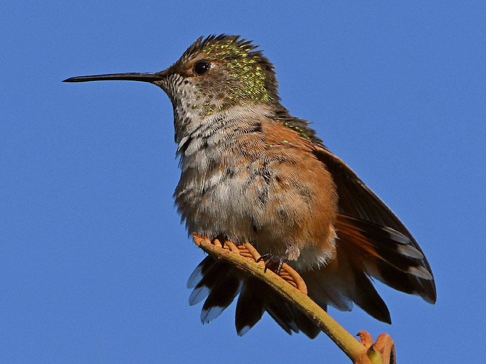 Hummer6.jpg