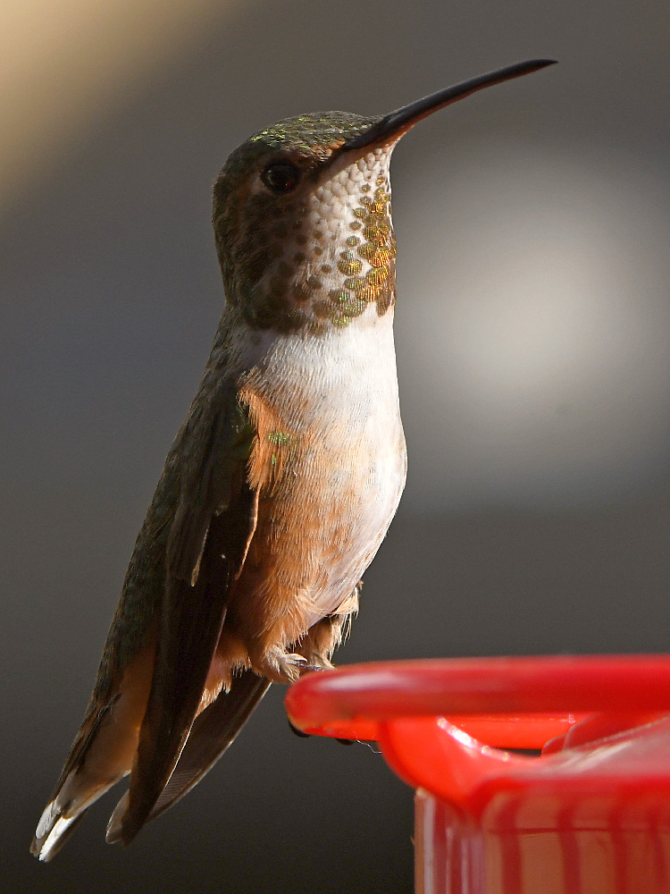 Hummer6.jpg
