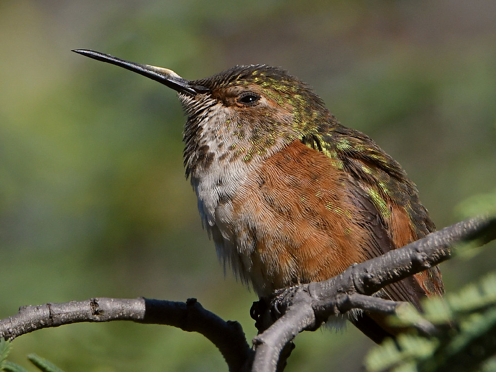 Hummer6.jpg