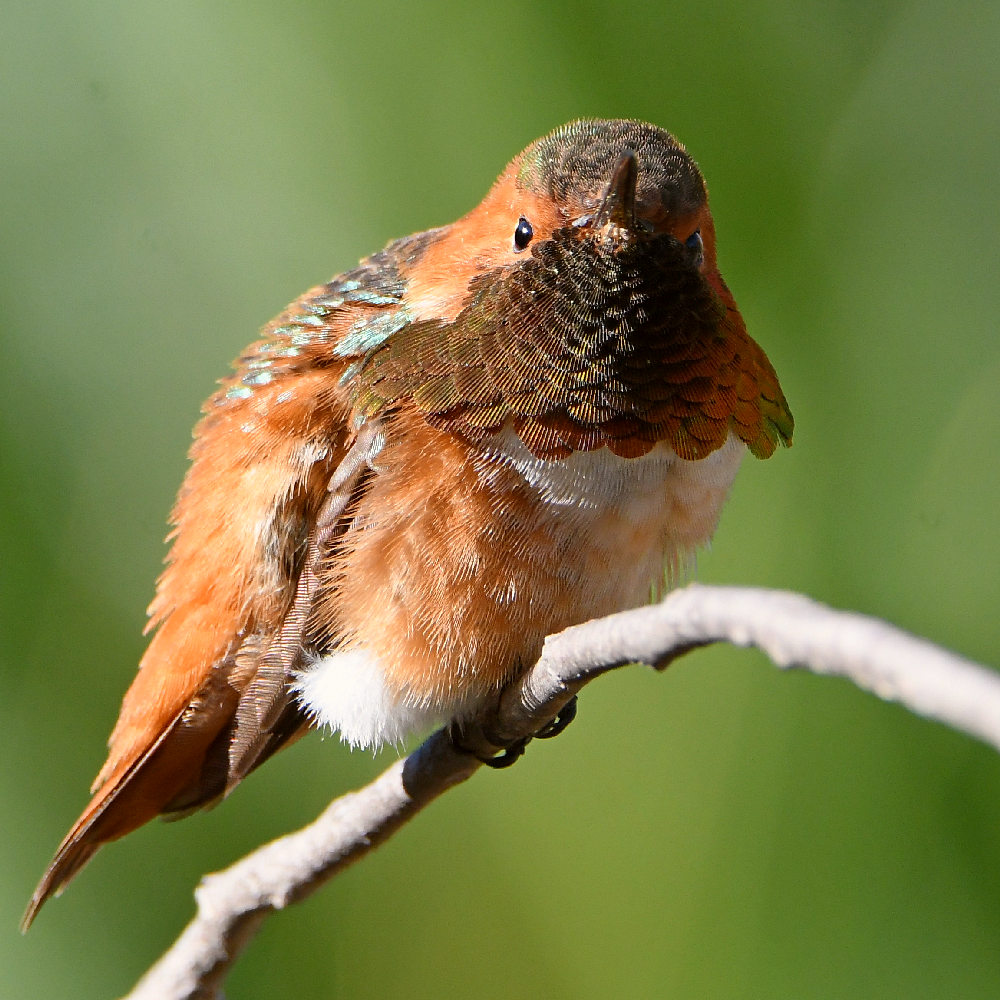 Hummer6.jpg