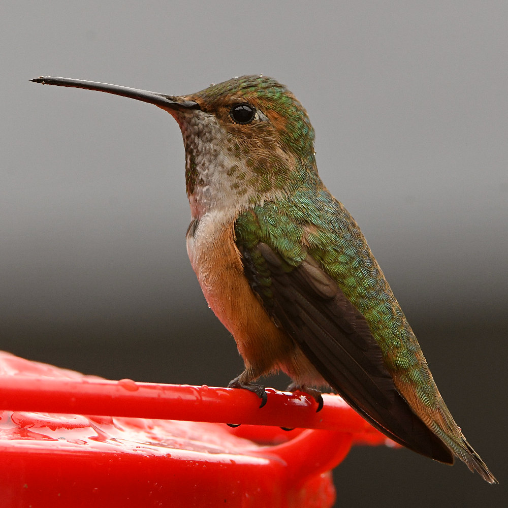 Hummer6.jpg