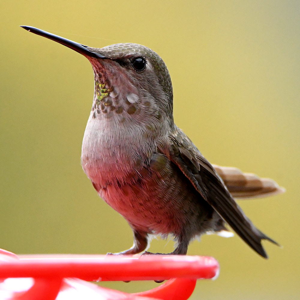 Hummer6.jpg
