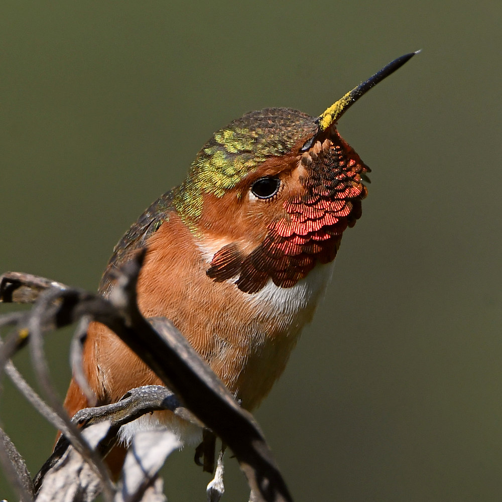 Hummer6.jpg