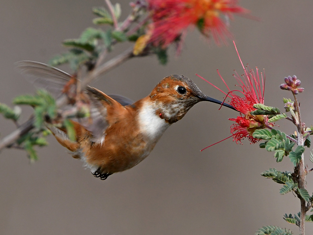 Hummer6.jpg