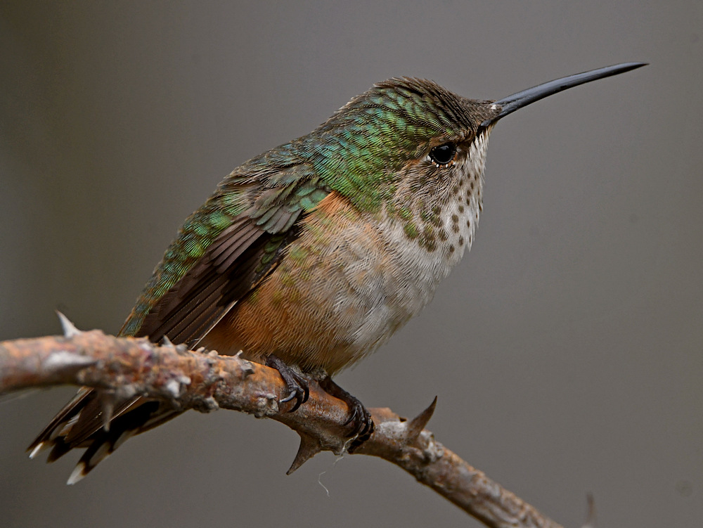 Hummer6.jpg