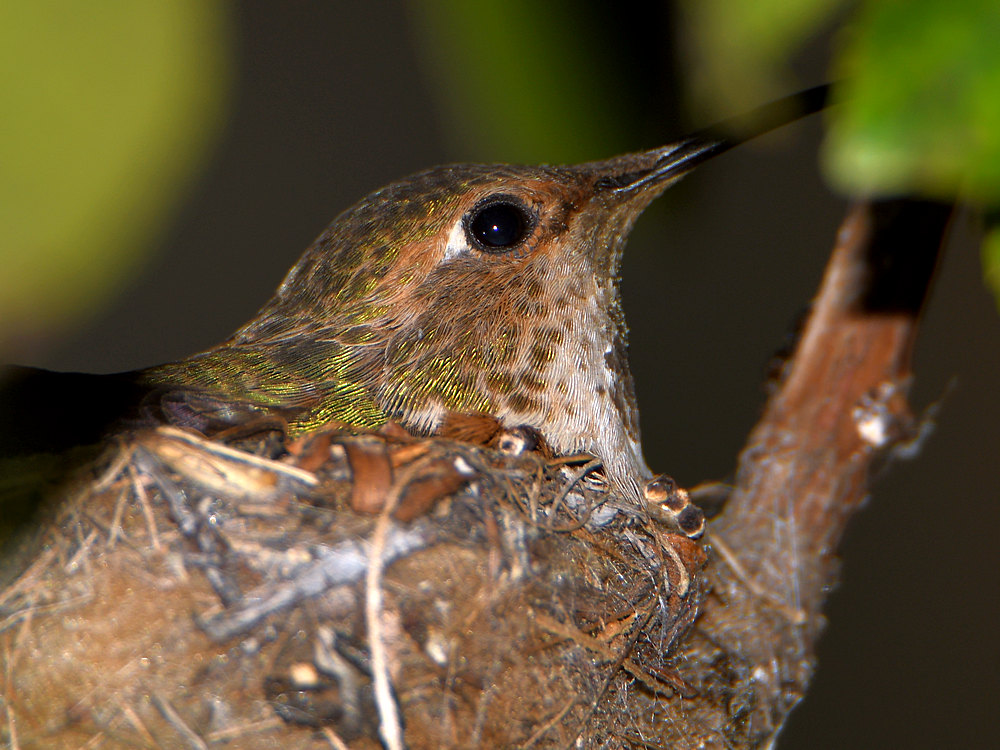 Hummer6.jpg