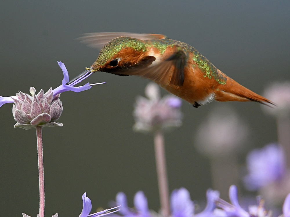 Hummer6.jpg