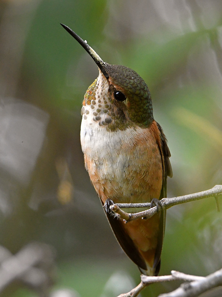 Hummer6.jpg