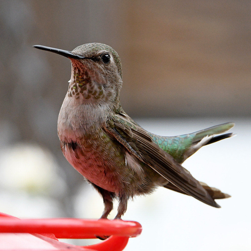 Hummer6.jpg