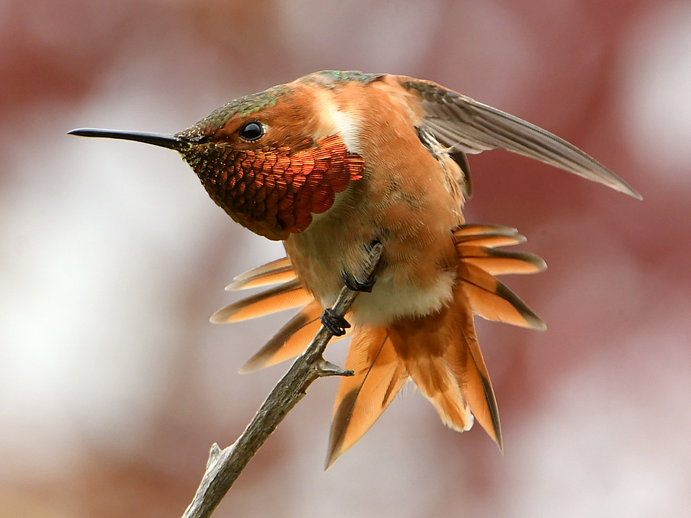 Hummer6.jpg