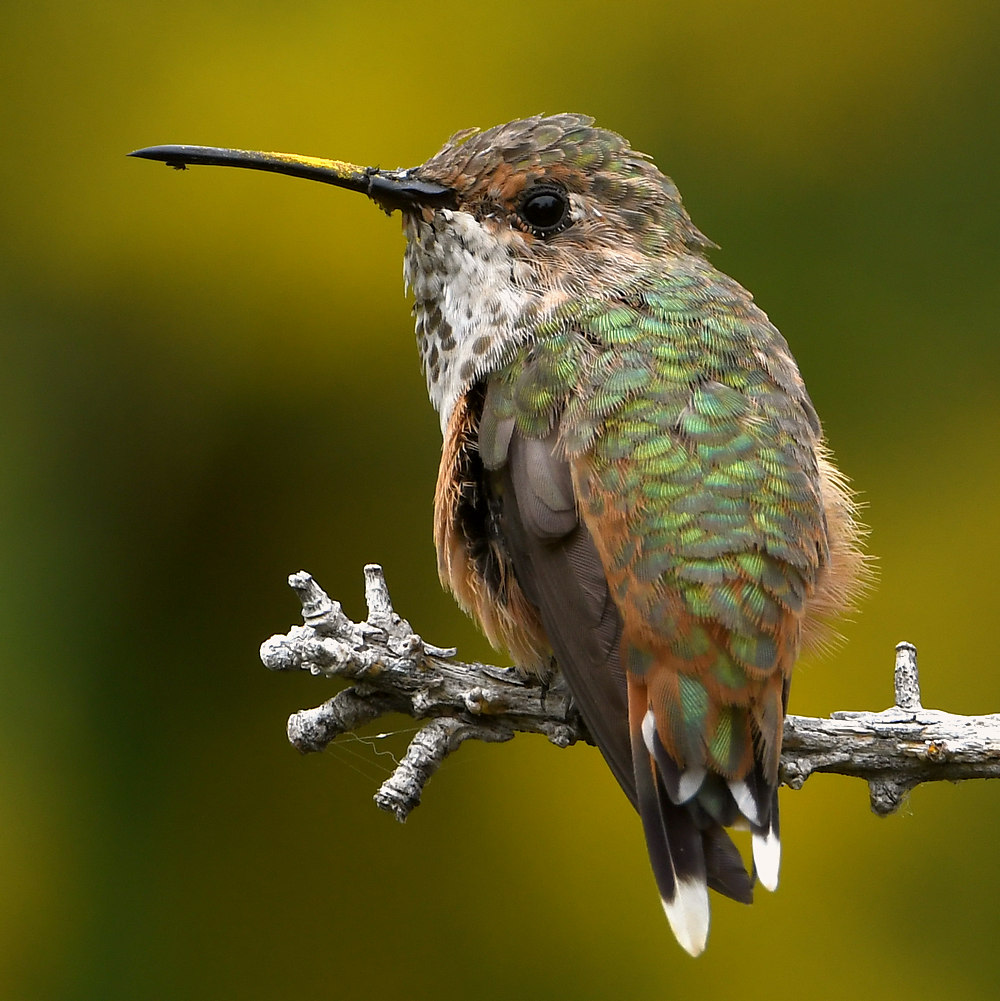 Hummer6.jpg