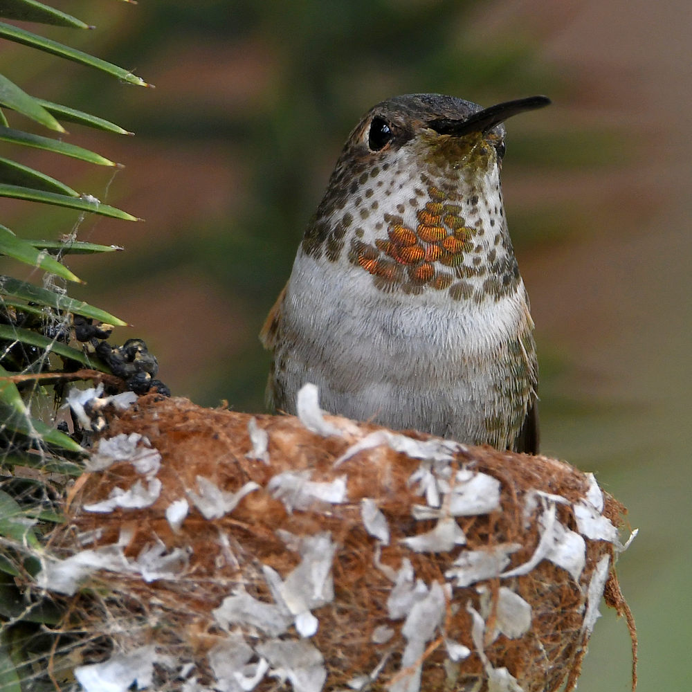Hummer6.jpg