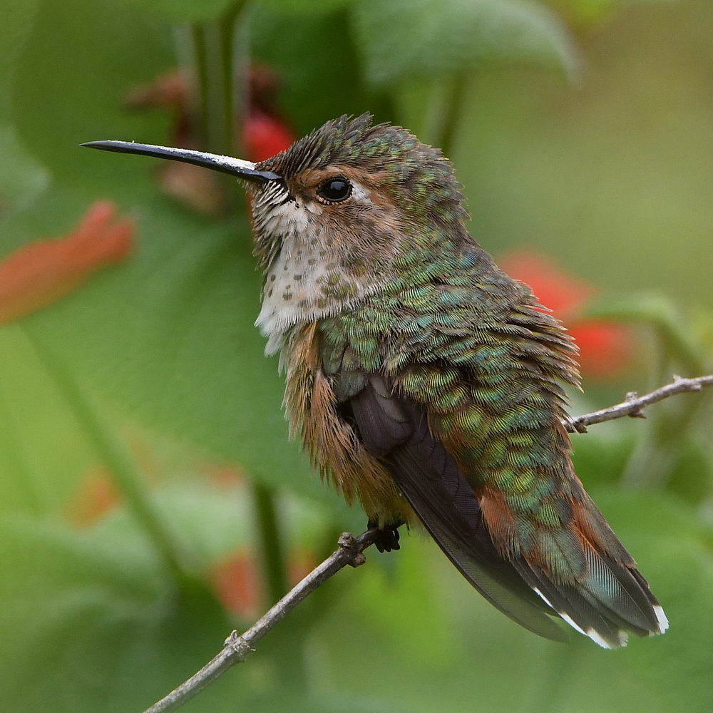 Hummer6.jpg
