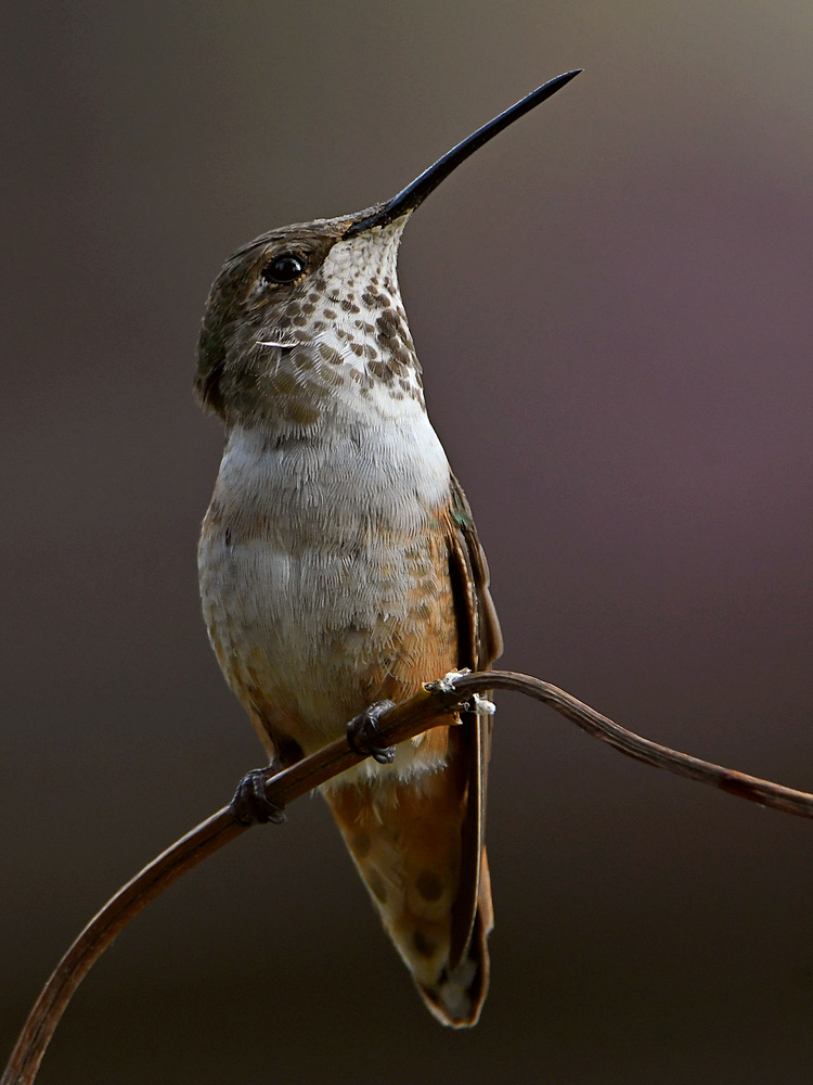 Hummer6.jpg