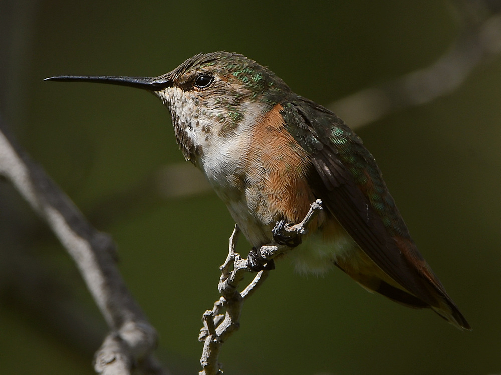 Hummer6.jpg