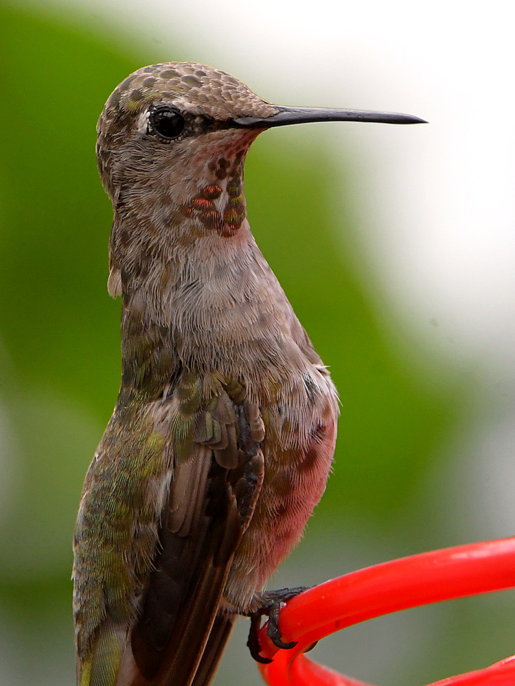 Hummer6.jpg