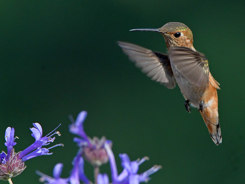 Hummer6.jpg