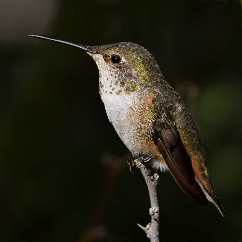 Hummer6.jpg